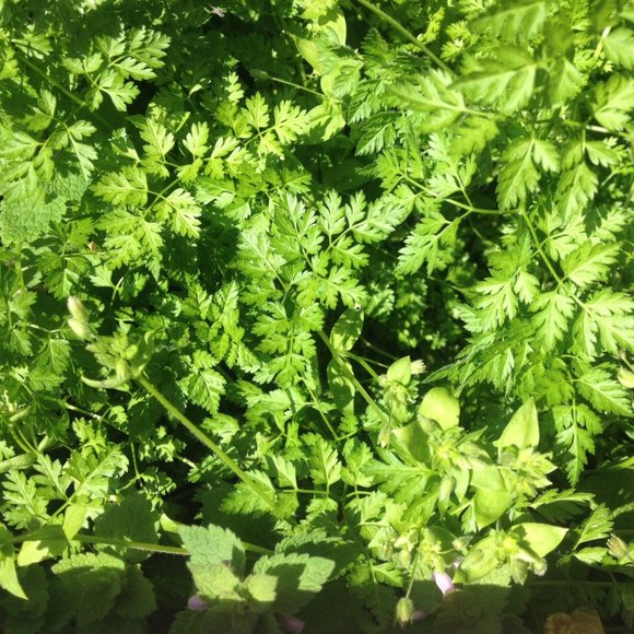 Meet your Posher, Emily - Picture 1 of 1